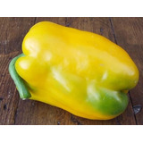 Pimentão Gigante Amarelo Sementes P Mudas