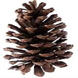Pinhas Naturais Kit Com 24 De Diferentes Tamanhos Para Decoração De Natal Artesanatos E Pets
