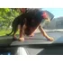 Pinscher - Filhotes Miniatura