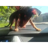 Pinscher Filhotes