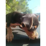 Pinscher Filhotes A