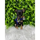 Pinscher 0 Filhote