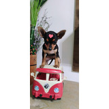 Pinscher Femea