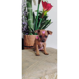 Pinscher Femea Miniatura Com