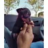 Pinscher Filhotes De País Miniatura, Bem Pequenos