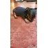 Pinscher Filhotes Vacinados A Pronta Entrega 