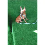 Pinscher Machinho 9 Mes