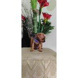 Pinscher Macho