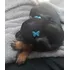 Pinscher Miniatura Filhotes Lindos Com Pedigree E Contrato @