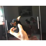 Pinscher Miniatura