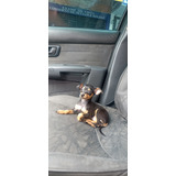Pinscher Miniatura