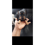 Pinscher Miniatura 