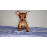 Pinscher Numero 0 Filhote