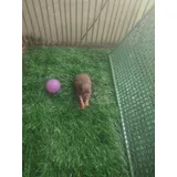 Pinscher Zero Miniatura Top