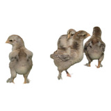 Pintinhos Brahma Dark 4 Pintinhos Não Sexados 