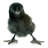 Cemani
