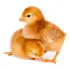 Pintinhos Rhode Island Red   Padrão Americano