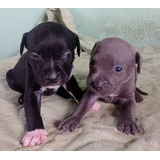 Pit Monsters