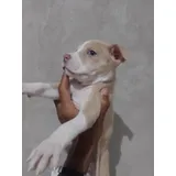 Pitbull Red Nose