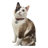 Placa De Identificação Gravada Coleira Elástica Gatos
