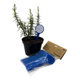 Placa Identificadora De Plantas E Sabores Azul 50und 