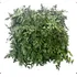 Placa Jardim Vertical Preservado Natural Desidratado 50x50cm