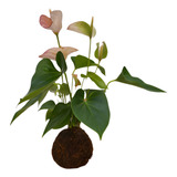 Planta Anturio Em Kokedama Natural Arte Japonesa