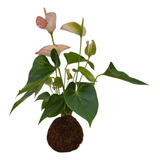 Planta Anturio Em Kokedama Natural Arte Japonesa