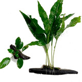 Aroeira