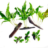 Aroeira