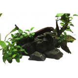 Planta Aquática Anúbia Nana No Mini Tronco Aroeira 3 Unidade