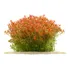 Planta Aquática Rotala Rotundifolia  orange Juice 