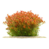 Planta Aquática Rotala Rotundifolia  orange Juice 