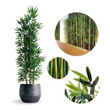 Planta Artificial Arvore Bambu Da Sorte Real Toque
