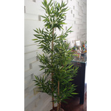 Planta Artificial Árvore Bambu Japonês 3 Hastes 1 80mt Altur