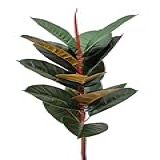Planta Artificial Ficus Lyrata Grande Sem