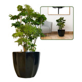 Decorativo