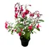 Planta Brinco De Princesa Muda Natural   Planta De Sol