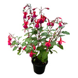 Planta Brinco De Princesa Muda Natural   Planta De Sol