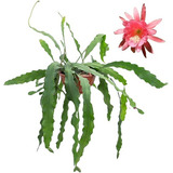 Planta Cacto Orquidea Dama