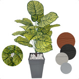 Planta Caladium Artificial Bulbo Tinhorão Vaso Grande Ratan