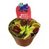 Planta Carnivora Dionaea Apanha Papa Moscas Planta Natural