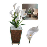 Planta Copo De Leite