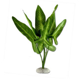 Planta De Seda Para