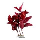 Planta De Seda Para