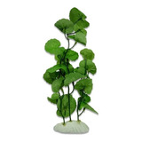 Planta De Seda Para
