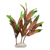 Planta De Seda Para