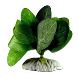 Planta De Seda Para