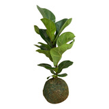 Planta Ficus Lyrata Em Kokedama Natural Arte Japonesa