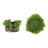Planta Hemianthus Callitrichoides Cuba
